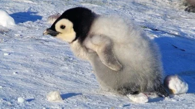 Juran - #pingwinboners #zwierzaczki #pingwiny #juranzwierzaczki