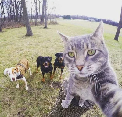 annawzn - Noworoczne selfie z ziomkami ( ͡° ͜ʖ ͡°) 
#heheszki #koty #zwierzaczki #sm...