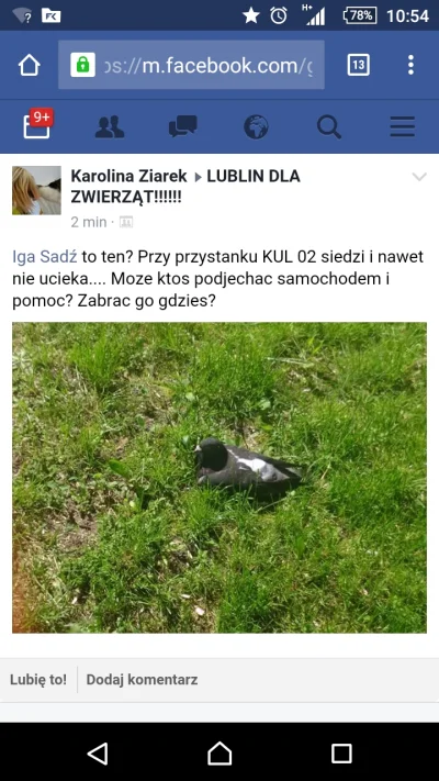 NiktNigdyNikomuNicNigdzieNie - jakaś dziołcha na lublin dla zwierząt zamieściła taki ...