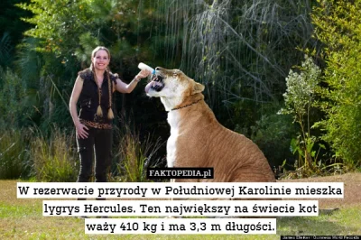 mistejk - Jak już jesteśmy przy kotach to ciekawostka...