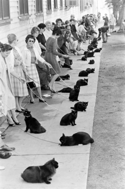 R2D2zSosnowca - Uwaga dużo kotełów na jednym zdjęciu.
Black Cat Auditions Hollywood, ...