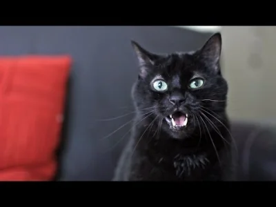 arkadiuszl4g - Piątek, czarny kotecek musi być!



#kot #muzyka #koty #kotnaszczescie
