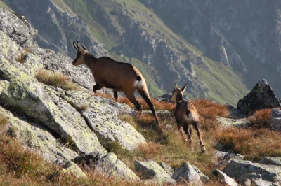 hellyea - #gorymalgorzaty #gory #tatry #zwierzaczki #fotografia

Oto co mi się udał...