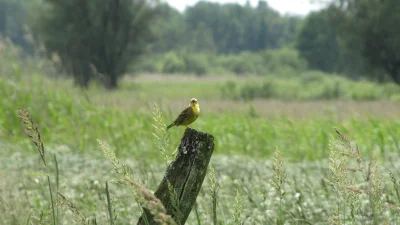 rudechynchy - Udało mi się takiego trznadla upolować ostatnio :) #fotografia #zwierza...