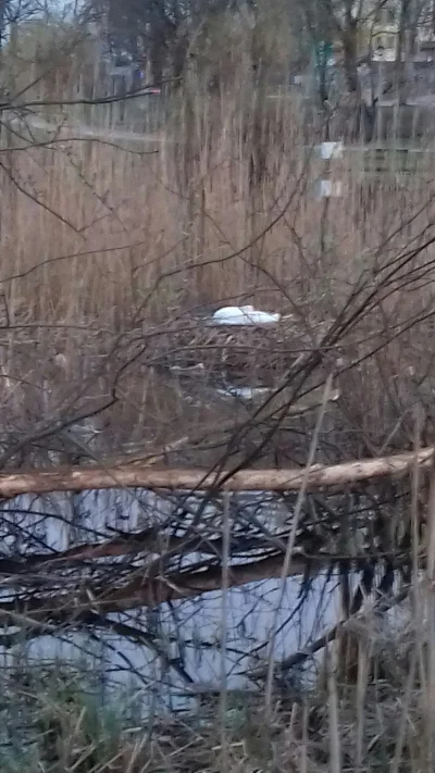 Pukitomek - Gniazdo łabędzia na Długim w #olsztyn #ptaki #fotografia XD