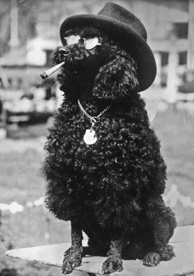 myrmekochoria - Pudel standardowy świętuje wygraną w konkursie dla psów, Niemcy 1928 ...