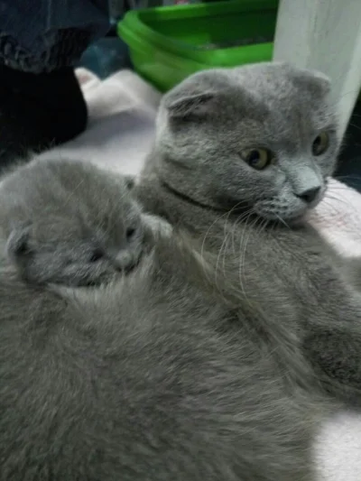 DzieckoBezZycia - Nowe szczury się urodziły
#kot #koty #pokazkota #smiesznypiesek