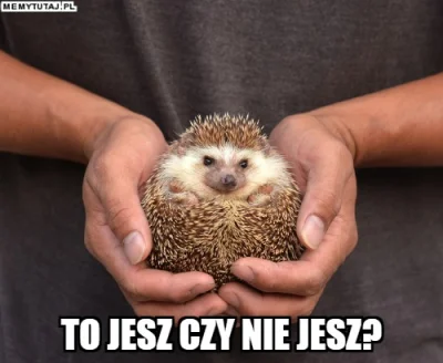 StaryWilk - #zwierzaczki #jeze #smiesznypiesek #dziendobry #memy #humorobrazkowy #heh...