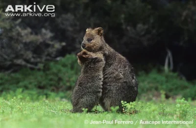 robincaraway - #quokkanadzis

wołam do kuoki @GraveDigger: @DannyMurillo: @encorele...