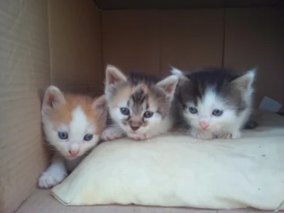 Mamoniowa - #rozdajo #rzeszow #koty 
Szukam nowego domu dla moich małych kotków, dwi...
