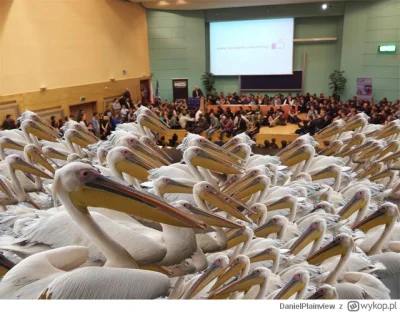 pss8888 - Pozdrawiam 1600 pelikanów i gratuluje ok. 100 manipulatorom z #neuropa.
Ch...
