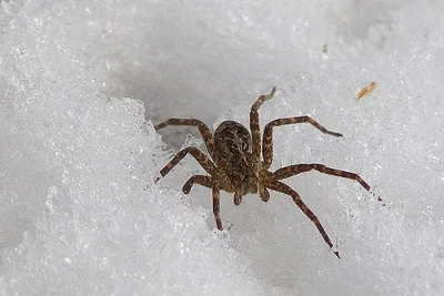 john118 - A jakaś ochrona przed śniegowymi pająkami ? ( ͡º ͜ʖ͡º)