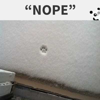 volfram - #koty #snieg 
 a może by tak dzisiaj zawrócić do łóżka?
