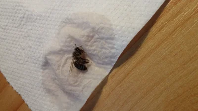 Sepia - Ktoś ma pomysł, jak uratować tę #pszczola? Nie chce pić wody z miodem, leży t...