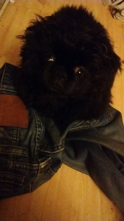 biczek - Mirki mój pies się moimi spodniami zaćpał. ;/

#pokazpsa #cpuny #zwiazki