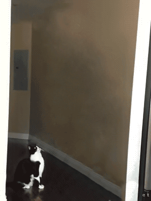 dobrabajera - Kolejna odsłona gifu z koteckiem.



#gif #reddit #ufo