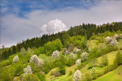 l-da - #wiosna #las #góry #natura #zdjęcia #fotografie