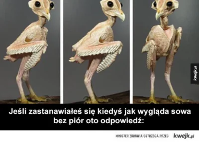 saldatoreafilo - #smiesznypiesek #ornitologia