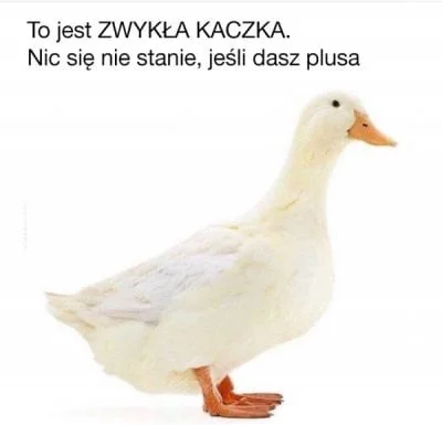 PusteQ - Quack