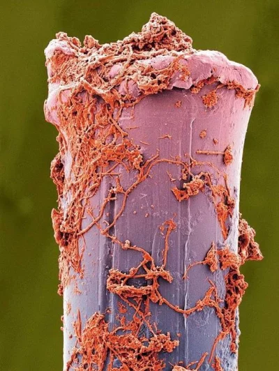 LostHighway - #ciekawostki Włosie szczoteczki do zębów pod #mikroskop