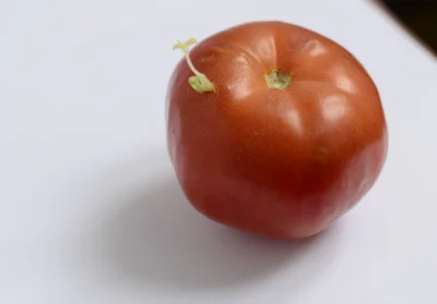 ekozercy - Z pomidora wyrastają kolejne rośliny ? Co to może być ? 

https://www.face...