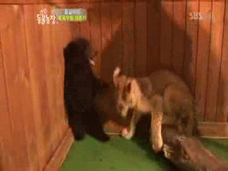 likk - leewww tuuuu jest leeeww...
#gif #zwierzaczki #heheszki