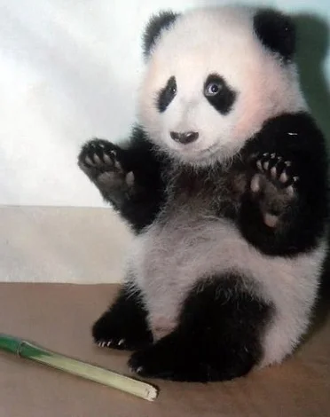 t.....e - @manwe: przeciez panda jest niewinna...