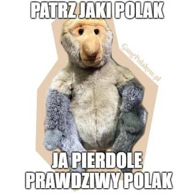 gangpolakow - #rozdajo 
Mirki, patrzcie jaki Polak! Prawdziwy Janusz Nosacz. Dzisiaj...