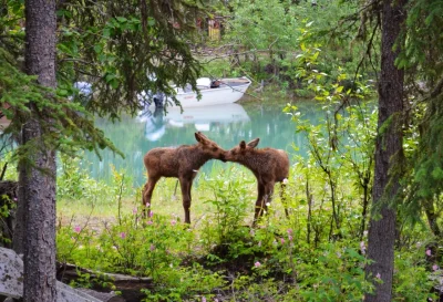 lennyface - #natura #zdjecia #alaska via reddit