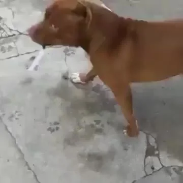 likk - don't mess with doggo