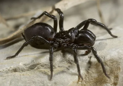 DuchBieluch - Gryziel tapetnik (Atypus piceus) – gatunek pająka występujący w Europie...