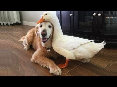 starnak - Śmieszne kaczki i psy bawiące się razem.