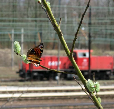 D.....a - #wiosna #fotografia i #kolej w tle :)

Tak, żeby się poczuć milej, wiosen...