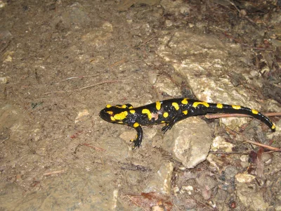 C.....r - > 1996

@mandziok: Salamandra plamista