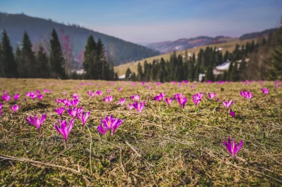 Pannoramix - #Krokusy nie wystepują tylko w Chochołowskiej, jakby ktoś nie wiedział. ...