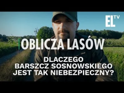 boubobobobou - Fajny film o barszczu Lasów Polskich.