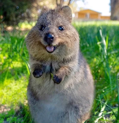 aloszkaniechbedzie - #quokkanadzis #quokkanawieczor #quokka #zwierzaczki