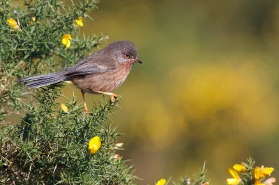 angelosodano - Pokrzewka kasztanowata (Curruca undata)_
#vaticanouccello #ptaki #vat...