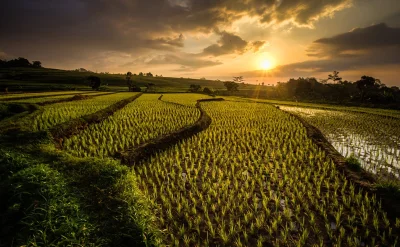 luxtu - #earthporn #indonezja 

Pole ryżowe w Indonezji