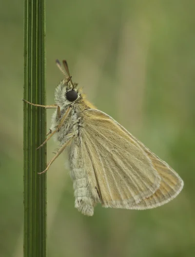 Scutacarus - #makro #fotografia #fotozgrzegorzem