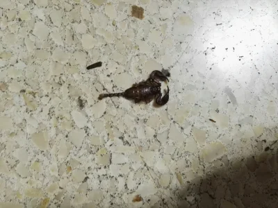 joniu - Piękny mały skorpion znaleziony u mnie w robocie dnia dzisiejszego.. całe szc...