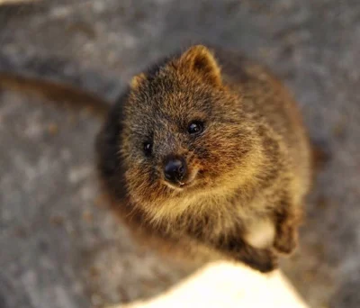 aloszkaniechbedzie - #dziendobry dzisiaj środa ( ͡º ͜ʖ͡º) 
#quokkanadzis #quokka #zwi...