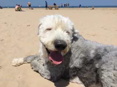 tomwit - Pies opalajacy sie na plazy w Chicago #pokazpsa #psy #smiesznypiesek