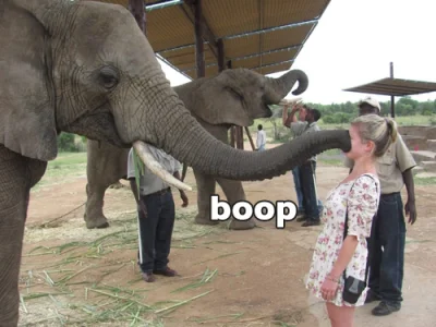 M.....u - #boop #humorobrazkowy #slonie #zwierzaczki