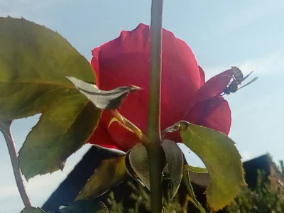 laaalaaa - Róża 91/100 z załącznikiem osy albo pszczoły 
- nie wiem, nie znam się ( ...