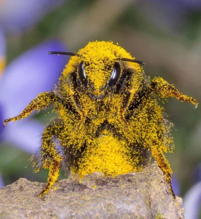 Sierkovitz - Wymieranie pszczół. Czy naprawdę istnieje takie zjawisko?


Czy pszcz...