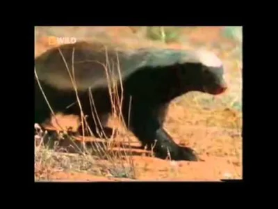 Eco999 - Honey Badger doesn't care.