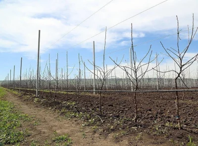 ProstoIvan - - tej jesieni ponad 1700 hektarów nowych ogrodów założono w Dagestanie (...