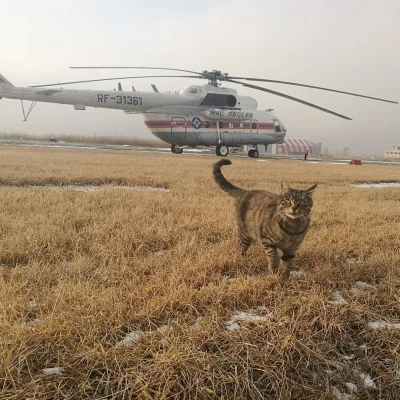 konik_polanowy - Mi-8 z kotem

#aircraftboners #koty #kot