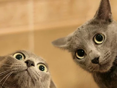 b.....k - Mircy, ważne pytanie. Czym/jak mruczą koty? 

#koty